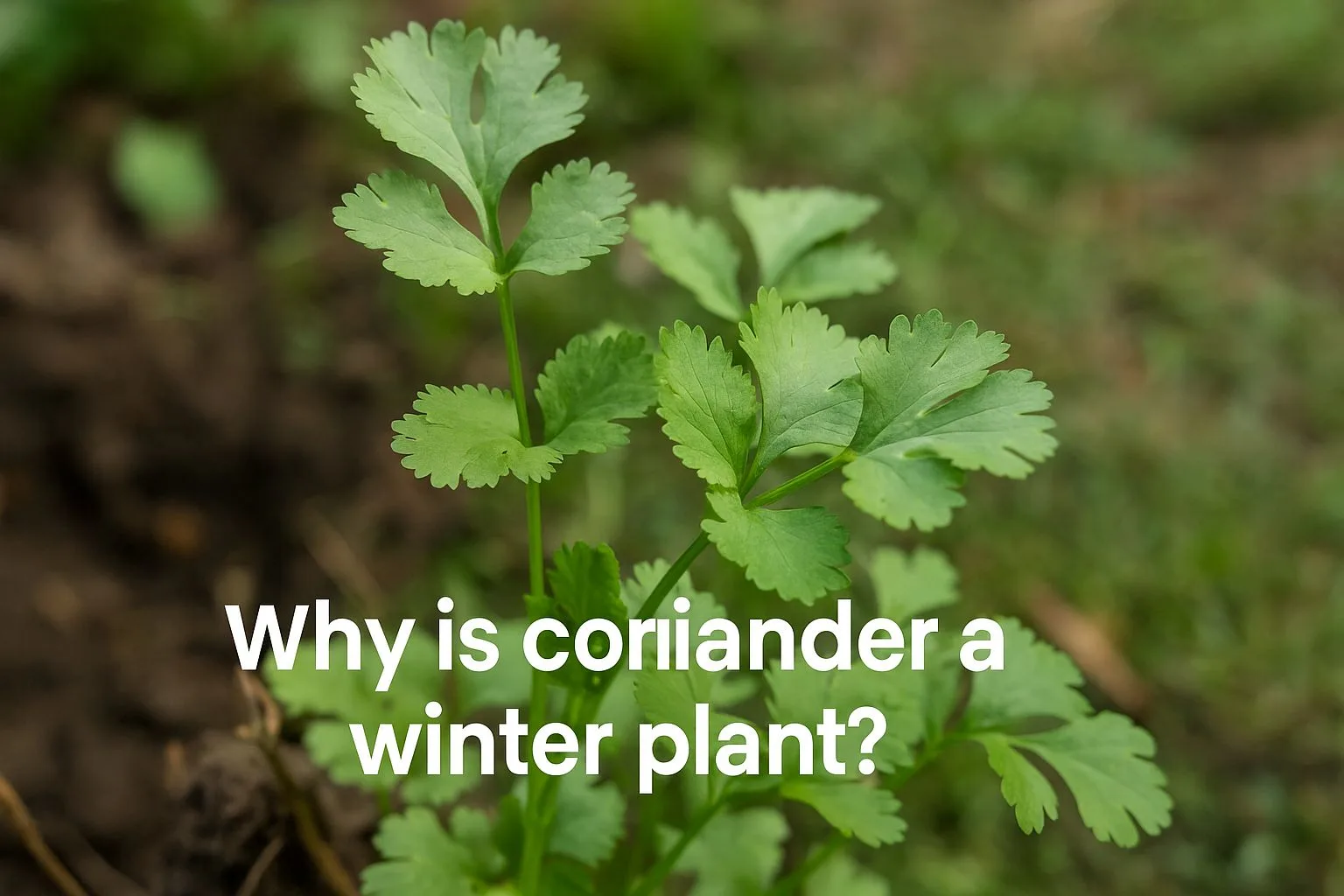 Why is coriander a winter plant  - Urban Plant